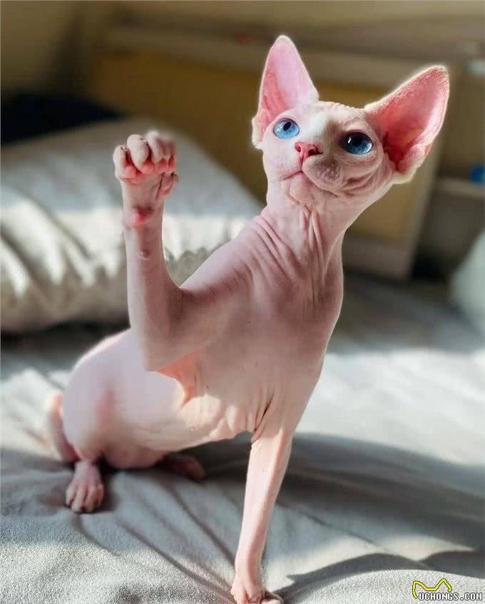 猫咪智商排行榜新出炉，颠覆你的认知!