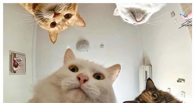 猫咪智商排行榜新出炉，颠覆你的认知!