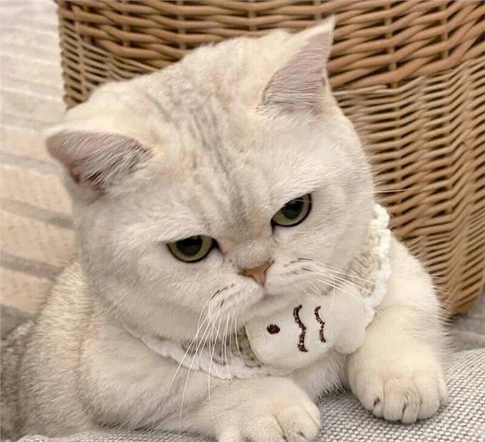 猫咪智商排行榜新出炉，颠覆你的认知!