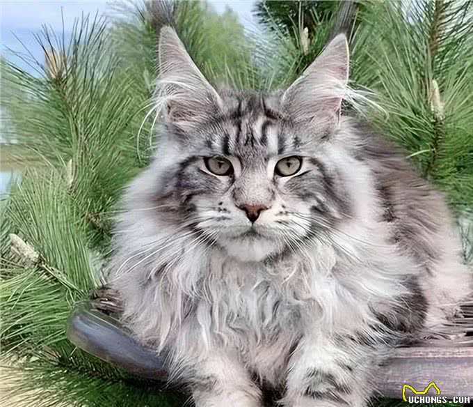 猫咪智商排行榜新出炉，颠覆你的认知!