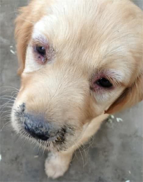 犬瘟热的诊断和治疗