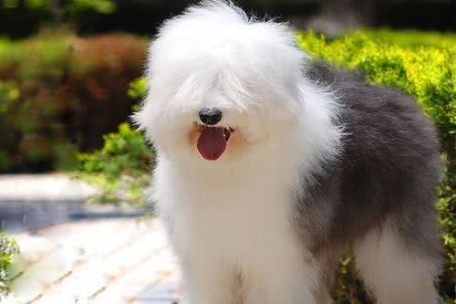 狗狗毛发大变身!