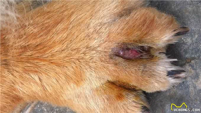 爱犬的指甲怎么修剪才能不出血，剪指甲的注意点有哪些