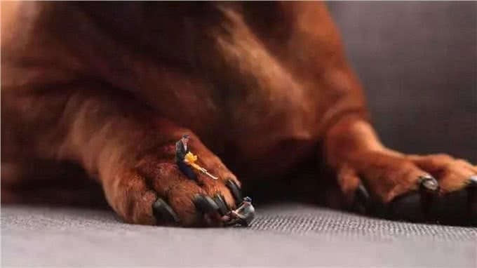 爱犬的指甲怎么修剪才能不出血，剪指甲的注意点有哪些