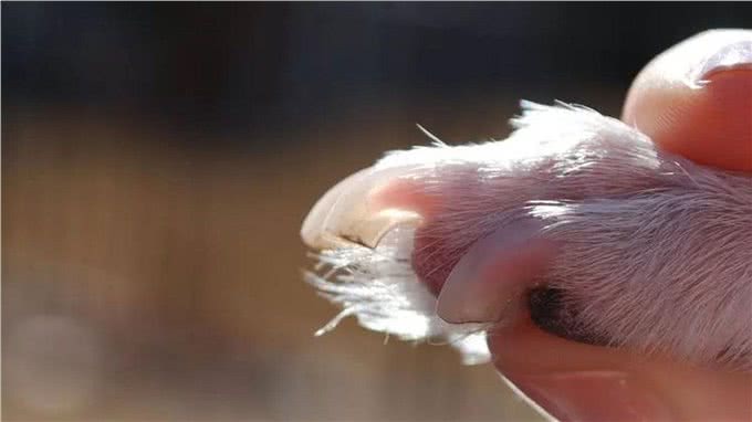 爱犬的指甲怎么修剪才能不出血，剪指甲的注意点有哪些