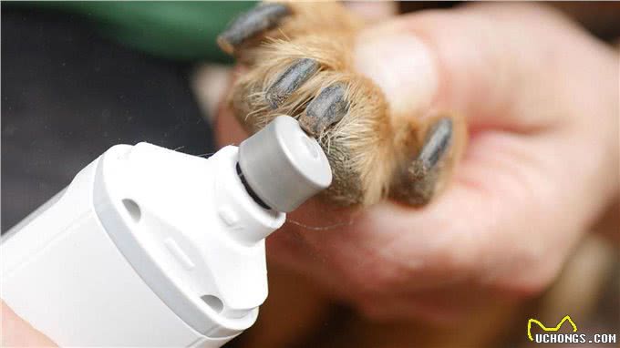 爱犬的指甲怎么修剪才能不出血，剪指甲的注意点有哪些