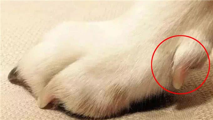 爱犬的指甲怎么修剪才能不出血，剪指甲的注意点有哪些