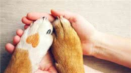 爱犬的指甲怎么修剪才能不出血，剪指甲的注意点有哪些