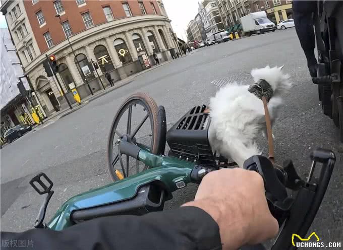 宠物猫的千面女王:从英国短毛猫到加拿大无毛猫的不同魅力