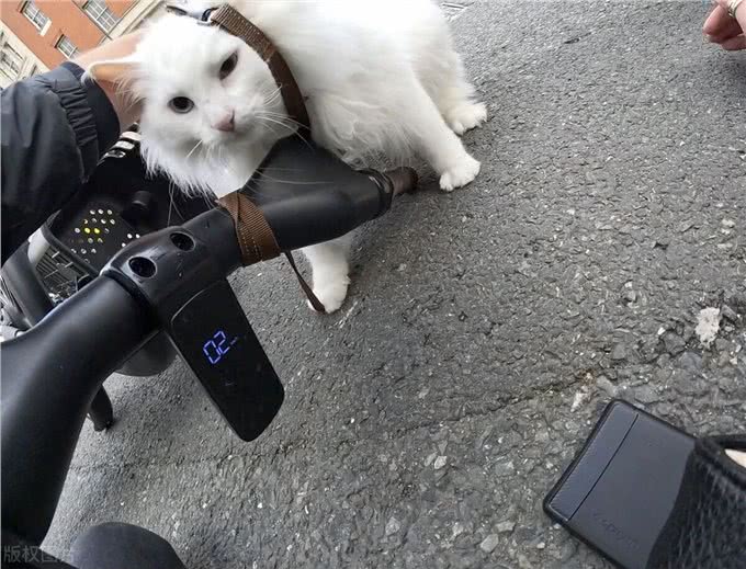 宠物猫的千面女王:从英国短毛猫到加拿大无毛猫的不同魅力