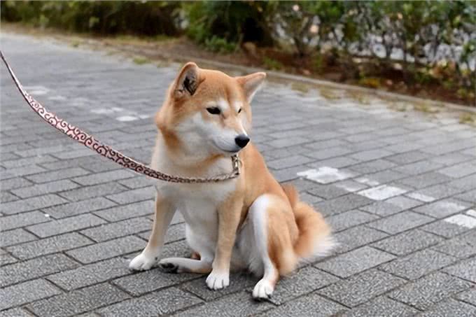 狗坐姿不协调?4个要点告诉你爱犬是否生病!