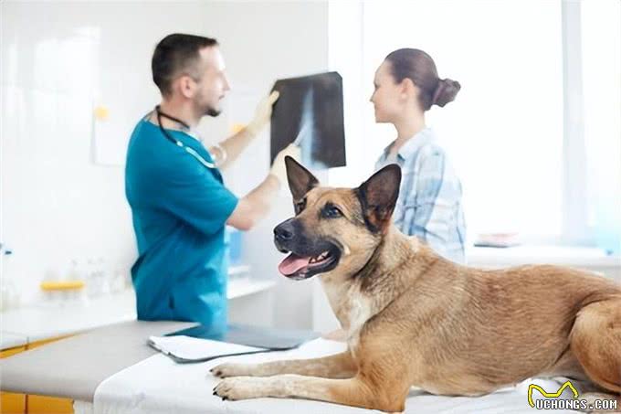 狗坐姿不协调?4个要点告诉你爱犬是否生病!