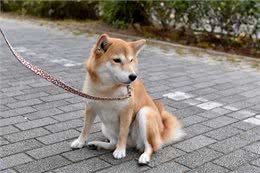 狗坐姿不协调?4个要点告诉你爱犬是否生病!