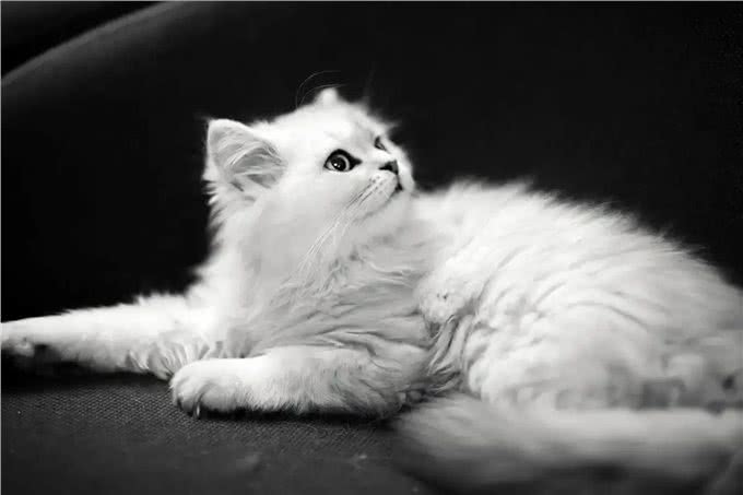如此优秀的金吉拉猫，为何养的人很少?养过的人都懂