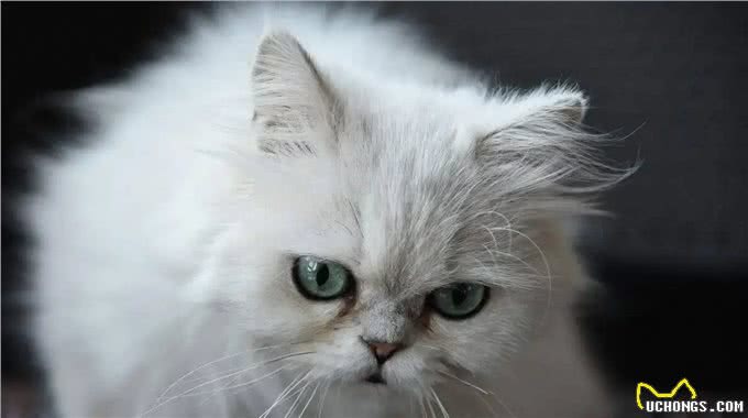 如此优秀的金吉拉猫，为何养的人很少?养过的人都懂