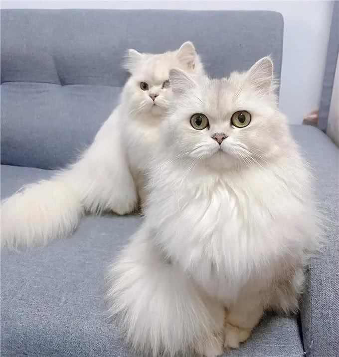 如此优秀的金吉拉猫，为何养的人很少?养过的人都懂