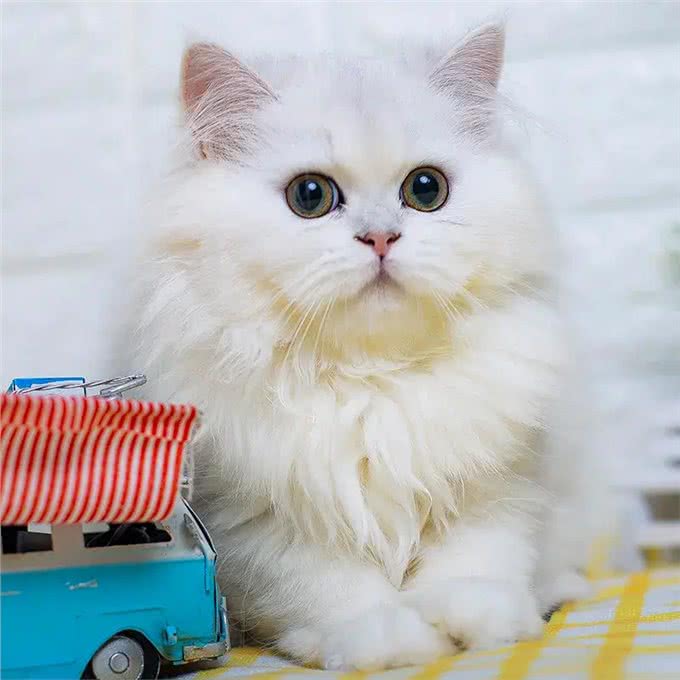 如此优秀的金吉拉猫，为何养的人很少?养过的人都懂