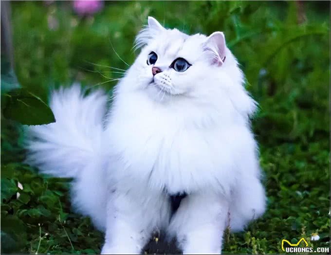 如此优秀的金吉拉猫，为何养的人很少?养过的人都懂