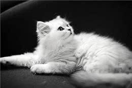 如此优秀的金吉拉猫，为何养的人很少?养过的人都懂