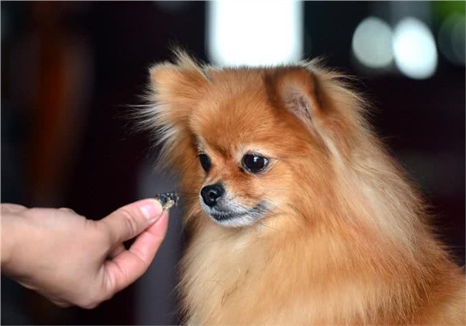 新手如何养博美犬