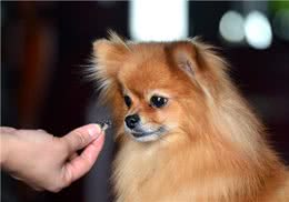 新手如何养博美犬