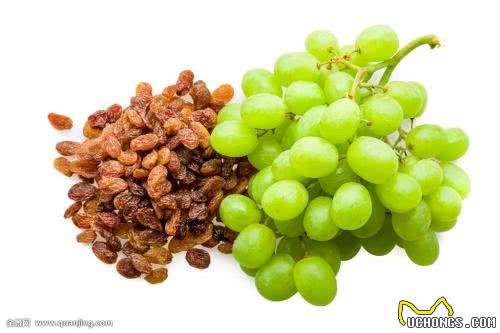 狗狗的饮食禁忌!快来看看有哪些我们不知道的