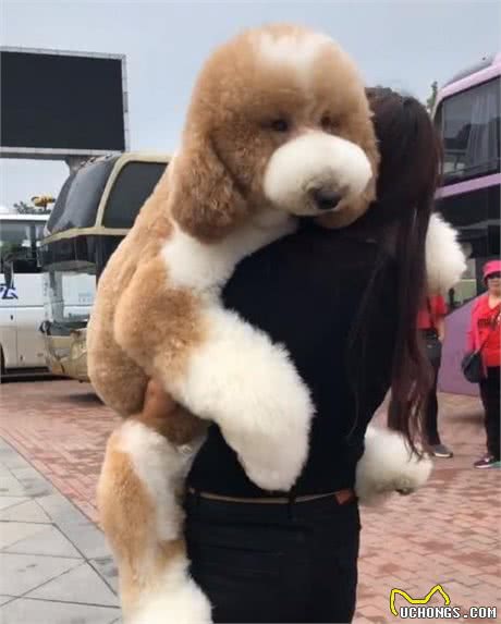 狗狗看到排骨走不动路了，主人只好抱它走
