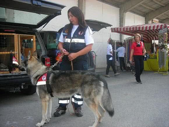 国产骄傲，杰克狼犬!