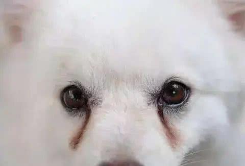 狗狗有泪痕，是因为吃咸了?其实还有这些原因