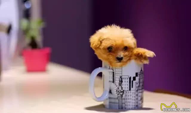 茶杯犬的饲养方式~