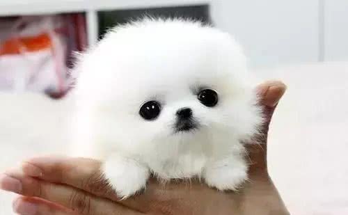 茶杯犬的饲养方式~