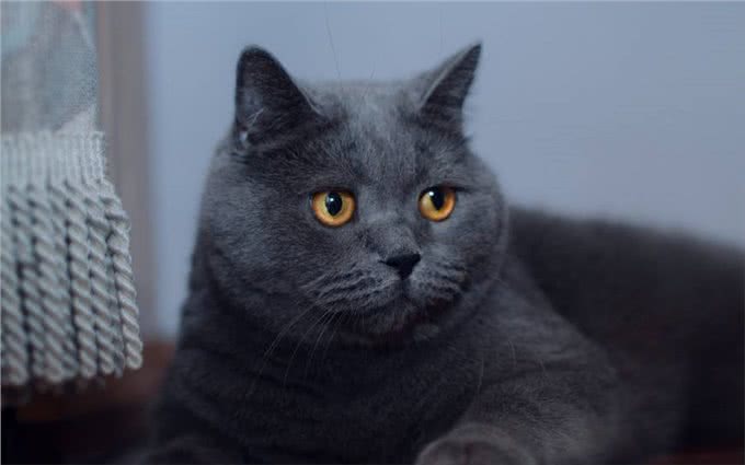 英国短毛猫，温顺可爱的小猫咪，你了解英短吗?