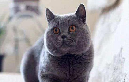 英国短毛猫，温顺可爱的小猫咪，你了解英短吗?