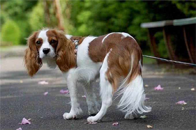 让爱犬情绪低落的4种饲主行为，你中招了吗?