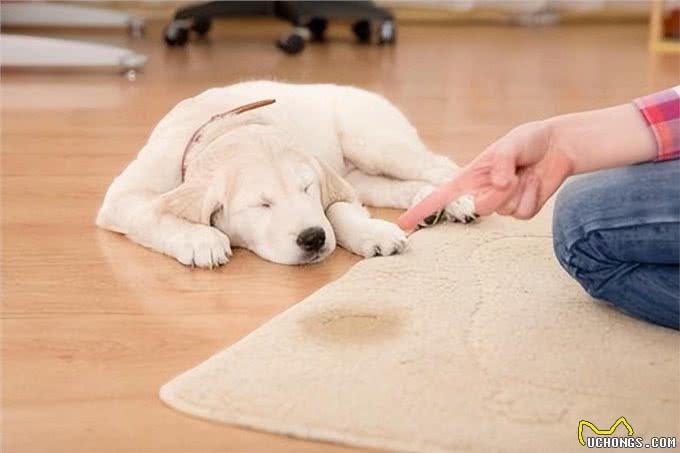 让爱犬情绪低落的4种饲主行为，你中招了吗?