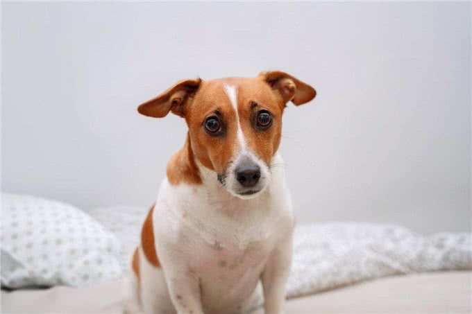 让爱犬情绪低落的4种饲主行为，你中招了吗?