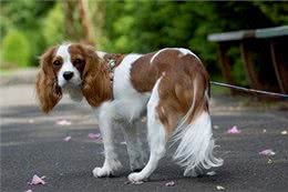 让爱犬情绪低落的4种饲主行为，你中招了吗?