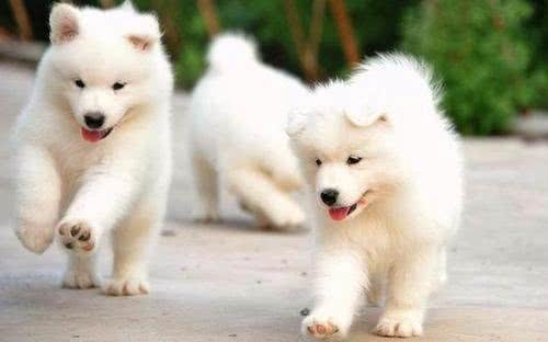 幼犬拉一粒粒的大便