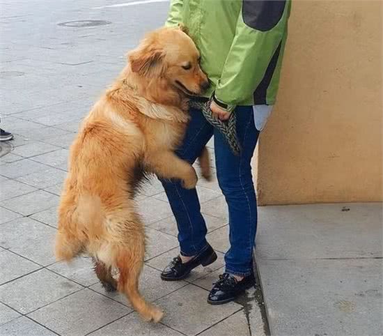 狗狗为什么会闻你裤裆?并不是你脏了，而是这7个原因