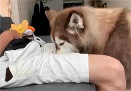 狗狗为什么会闻你裤裆?并不是你脏了，而是这7个原因