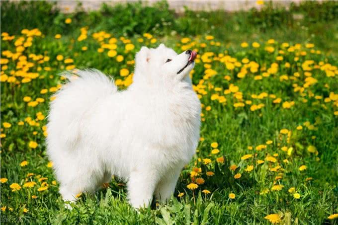 玺苑-萨摩耶犬种起源及形态特征概述