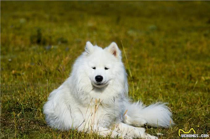 玺苑-萨摩耶犬种起源及形态特征概述