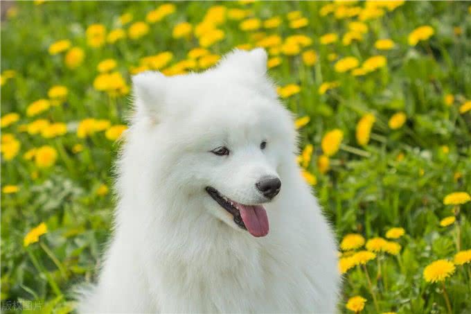 玺苑-萨摩耶犬种起源及形态特征概述