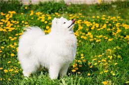玺苑-萨摩耶犬种起源及形态特征概述