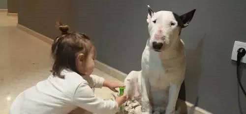 你家有小小孩吗?这十种狗狗最适合有孩子的你