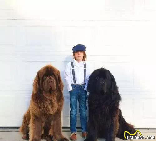你家有小小孩吗?这十种狗狗最适合有孩子的你