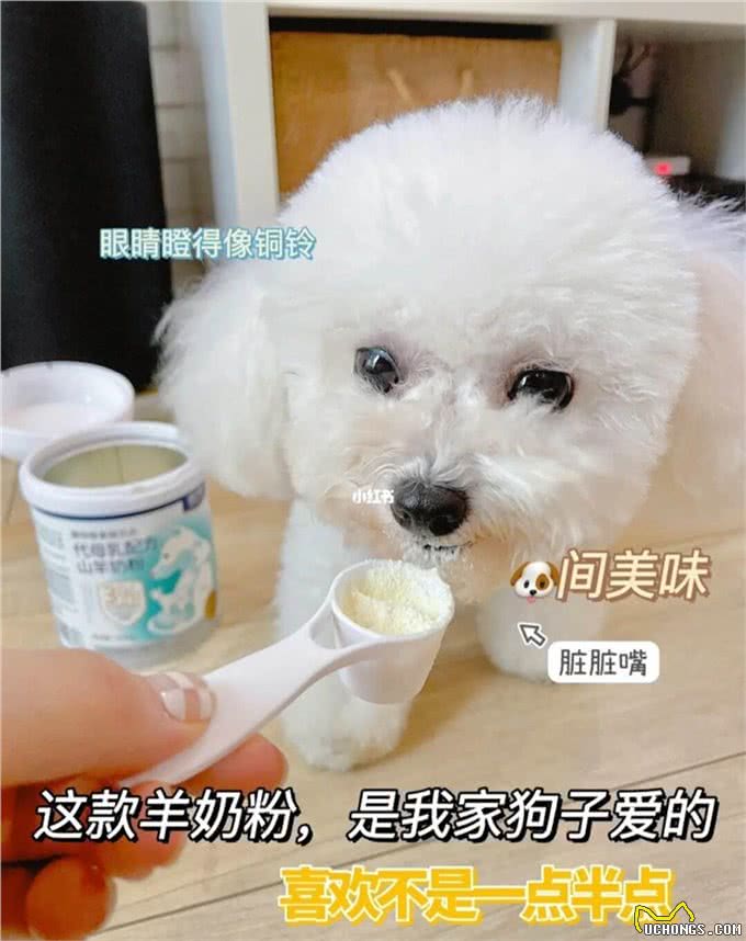 独家揭秘,狗狗饮食秘籍!奶粉篇!为何羊奶粉是狗狗的最佳选择?