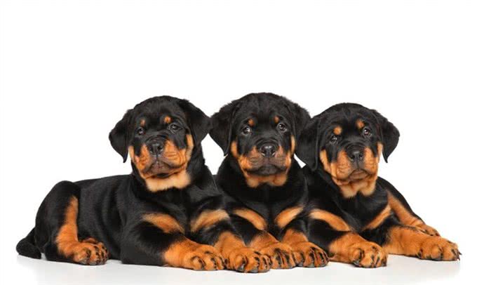世界上最具有勇气和力量的犬种之一:最强防暴犬匹配最强咬合力