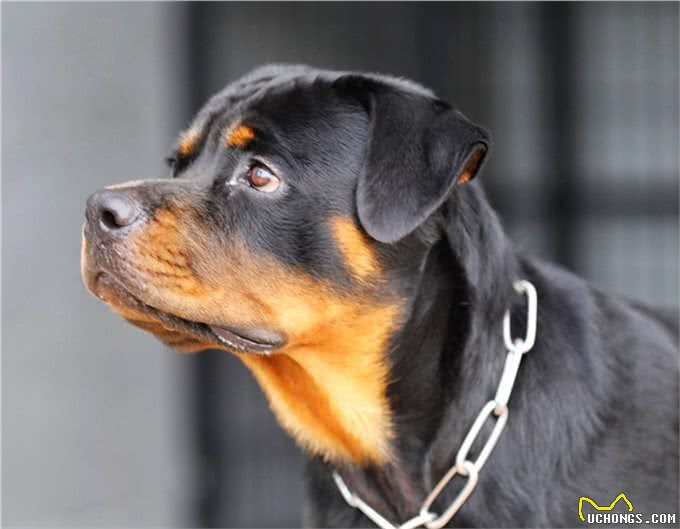 世界上最具有勇气和力量的犬种之一:最强防暴犬匹配最强咬合力