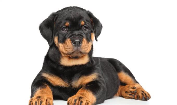 世界上最具有勇气和力量的犬种之一:最强防暴犬匹配最强咬合力